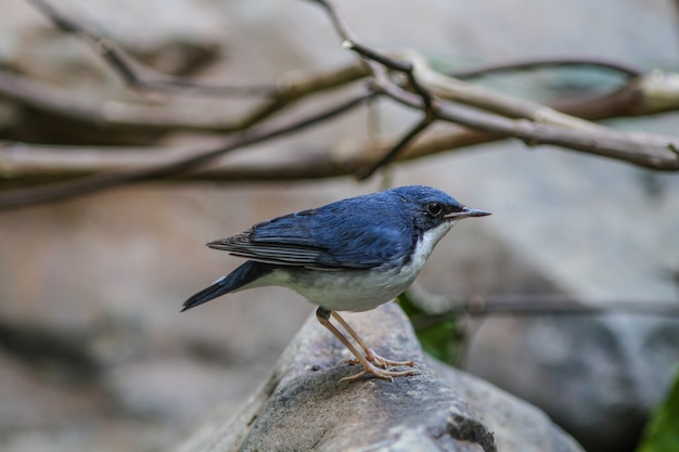 Robin azul siberiano (Luscinia cyane) en la naturaleza