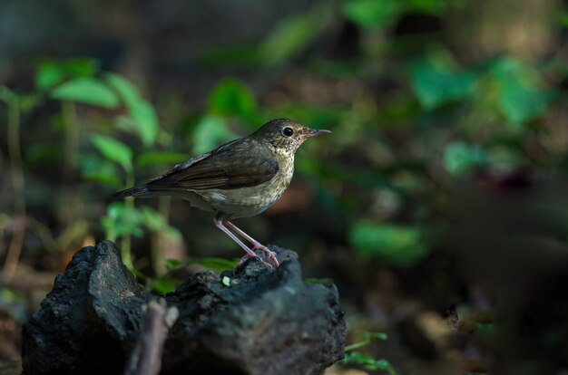 Robin azul siberiano (luscinia cyane)