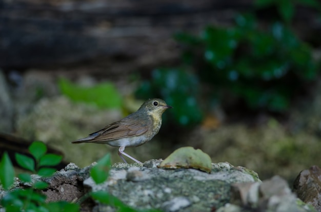 Robin azul siberiano (Luscinia cyane)