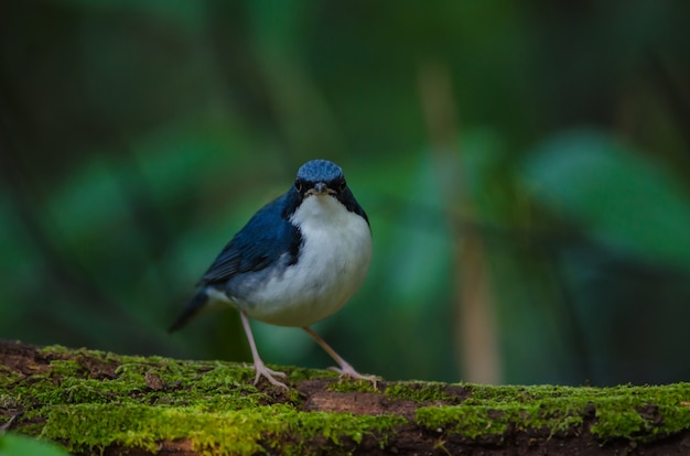 Robin azul siberiano (Luscinia cyane)