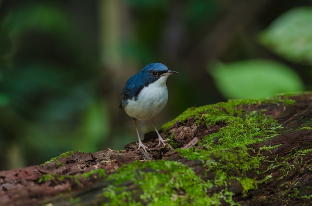 Robin azul siberiano (Luscinia cyane)