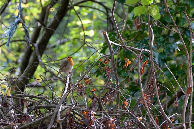 Robin buscando alerta encaramado en un árbol en un día de otoño