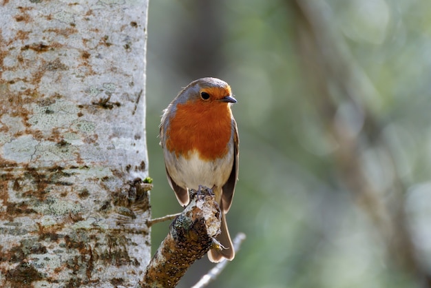 Robin buscando alerta encaramado en un árbol en un frío día de primavera