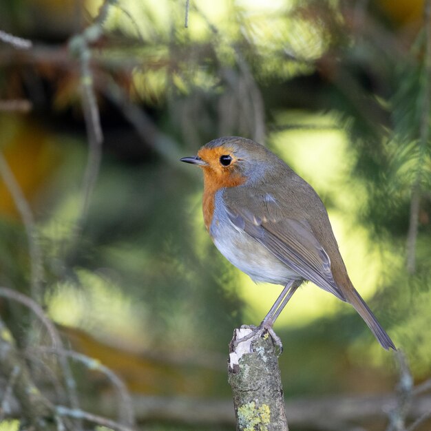 Foto robin buscando alerta encaramado en una rama rota en un día de otoño