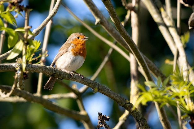 Robin cantando en un árbol en una soleada mañana de primavera