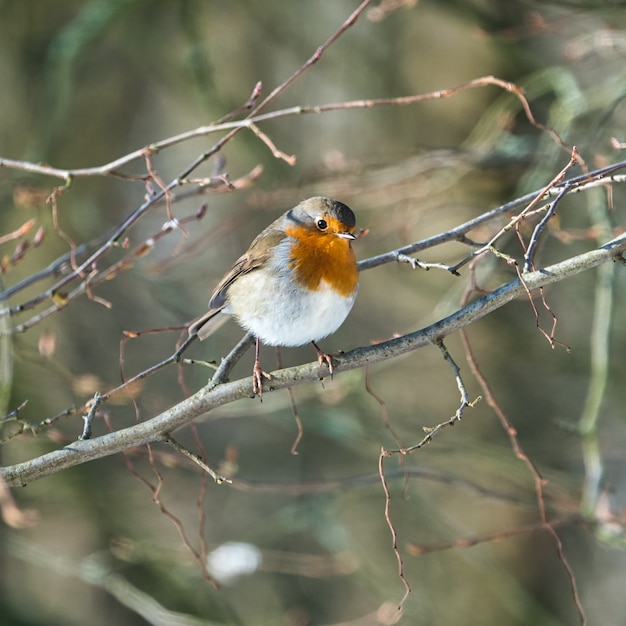 Robin em um dia de inverno frio e ensolarado em uma árvore