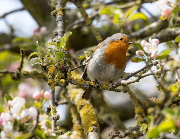 Robin encaramado en la rama de un árbol en flor