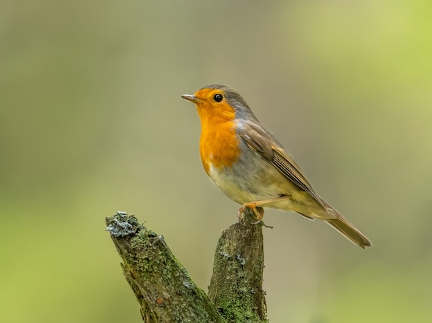 Robin eurasian sentado em um tronco coberto de musgo