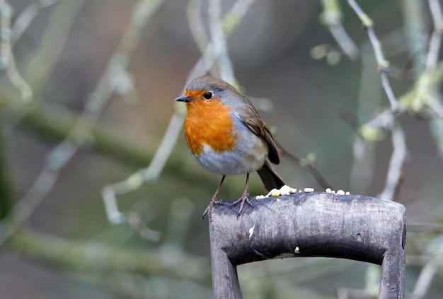 Robin eurasiano empoleirado no jardim