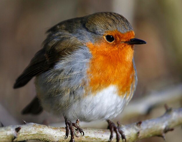 Robin euro-asiático empoleirado em uma árvore na floresta