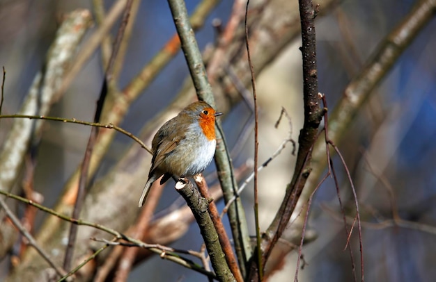 Robin euro-asiático empoleirado em uma árvore no sol da primavera