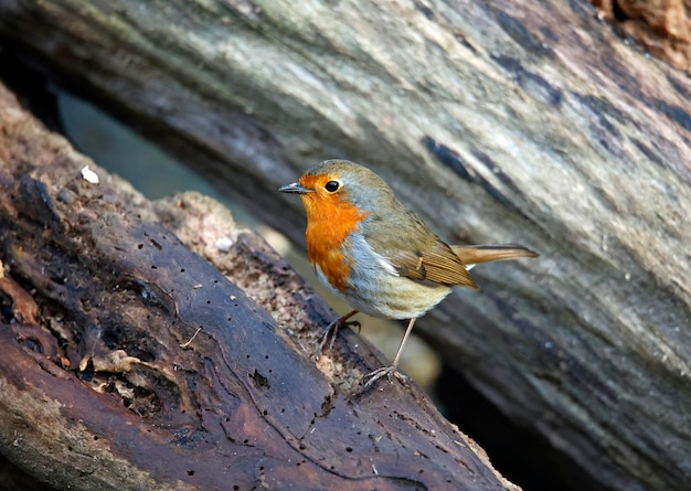 Robin euro-asiático forrageando na floresta