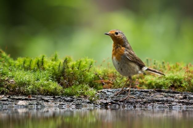 Robin europeu em pé no chão na posição vertical perto da lagoa de água