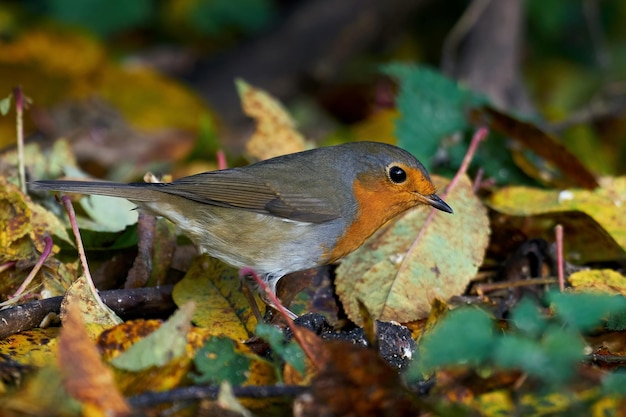 Robin europeu Erithacus rubecula