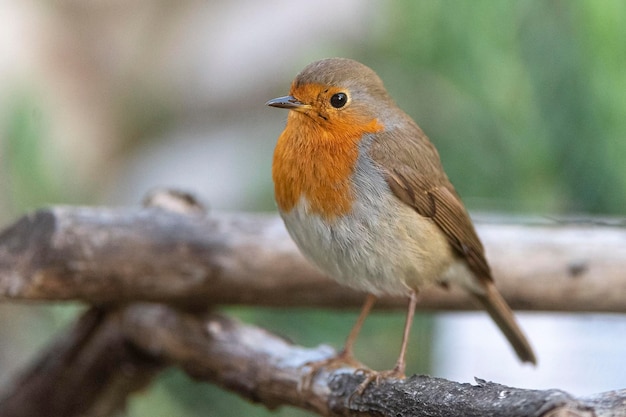 Robin europeu ou redbreast Erithacus rubecula Málaga Espanha