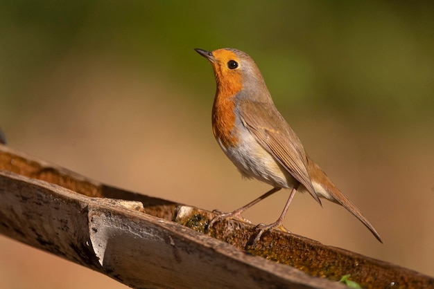 Robin europeu ou redbreast Erithacus rubecula Málaga Espanha