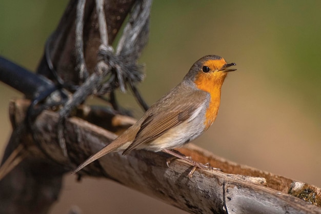 Robin europeu ou redbreast Erithacus rubecula Málaga Espanha