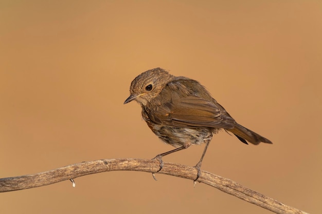 Robin europeu, robin ou robin redbreast (Erithacus rubecula) Málaga, Espanha