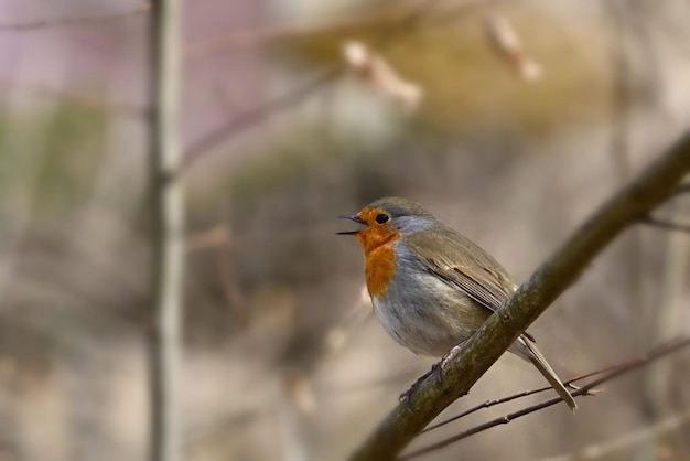 Robin en la nieve