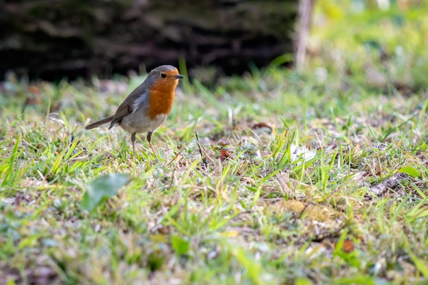 Robin parecendo alerta na grama em um dia de primavera