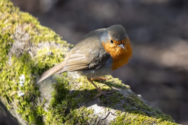 Robin de pie sobre una rama cubierta de musgo en el sol de primavera