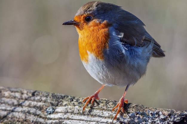 Robin de pie sobre un tronco bajo el sol de otoño