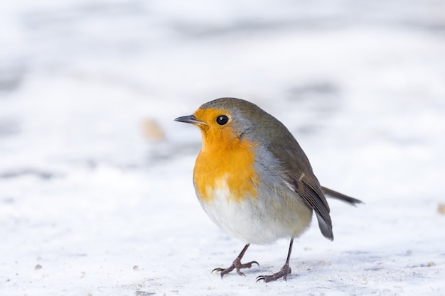 Robin en una rama