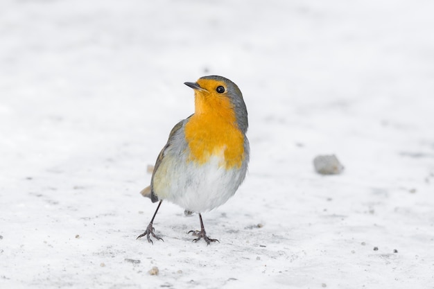 Robin en una rama