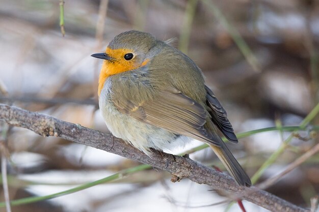 Robin en una rama