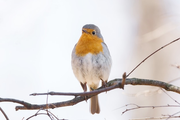 Robin en una rama