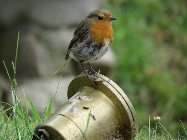 Robin sitzt auf Metall im Garten