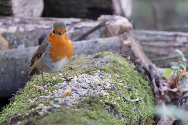 Robin steht auf einem moosbewachsenen Baumstamm in der Herbstsonne