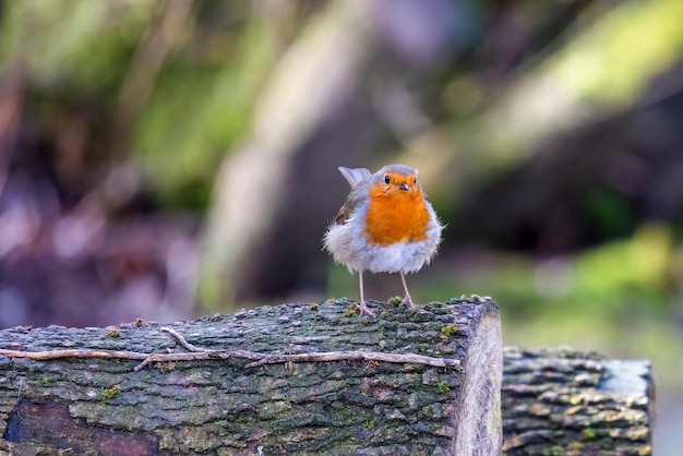 Robin steht im Frühling auf einem Baumstamm