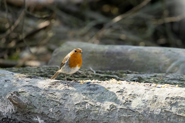 Robin steht im Frühling auf einem Baumstamm