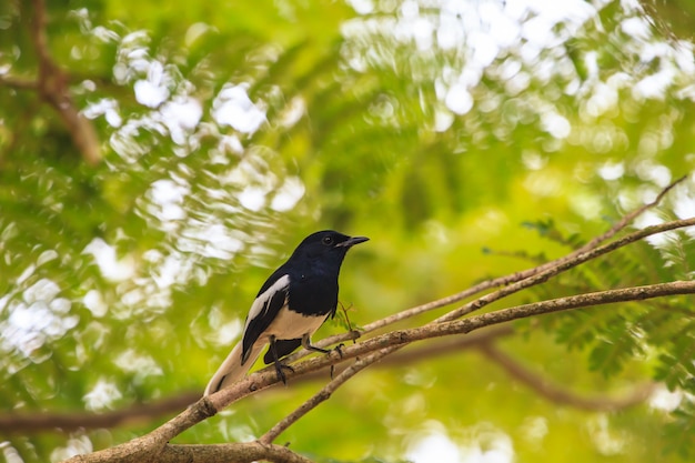 Robin de urraca oriental