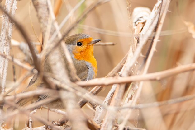 Robin Vogel sitzt im Schilf Wildtiere und Natur Frühlingszeit