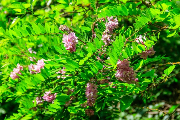 Robinia hispida em flor rosa conhecida como gafanhoto eriçado roseacacia ou gafanhoto musgo