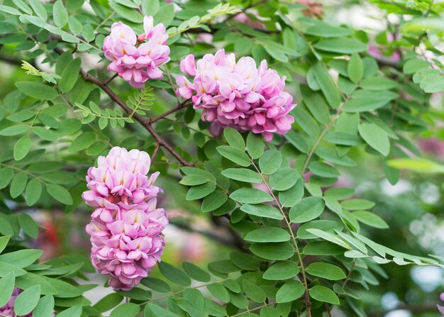 Robinia pseudoacacia árbol ornamental en flor rosa