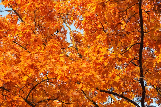 Roble desde abajo con hojas de otoño amarillas