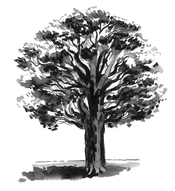 Foto roble. dibujo a tinta en blanco y negro