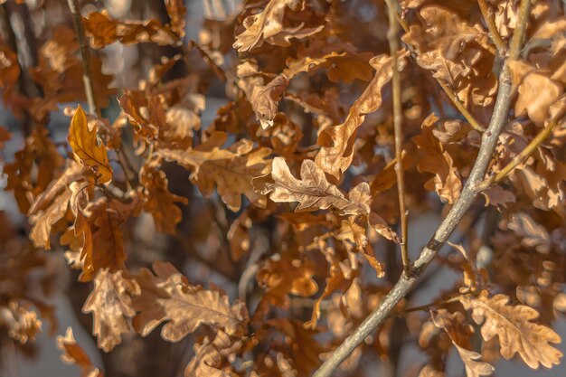 Roble dorado. Hojas de roble amarillo. Día soleado. Naturaleza otoñal. Ruido de hojas secas.