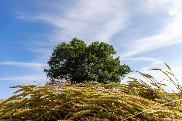 Un roble con follaje verde en un campo con trigo amarillo