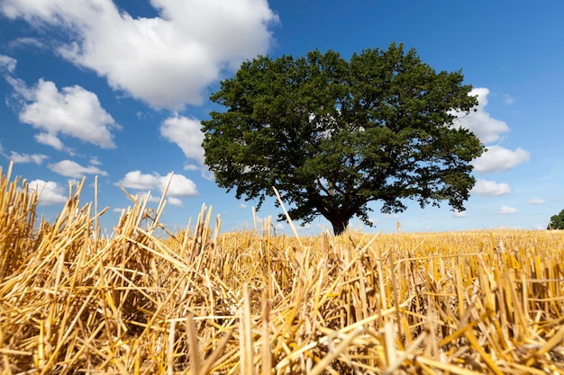 Roble con follaje verde que crece en medio de un campo