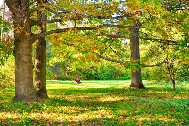 Roble con hojas amarillas de otoño