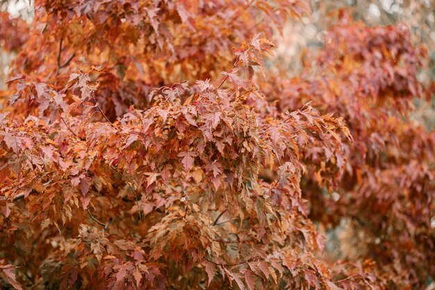 Roble con hojas rojas, naranjas y amarillas