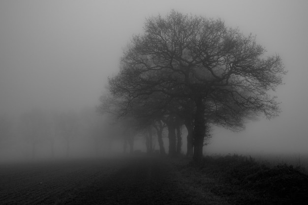 Un roble en la niebla de la mañana