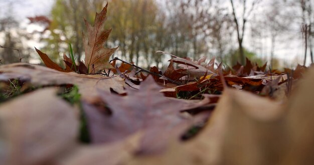 Foto roble en otoño en tiempo nublado