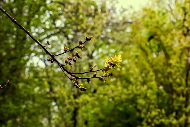 Roble Sessile o Quercus petraea nuevo follaje de primavera y gatitos machos