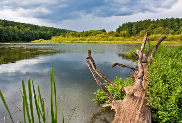 Foto roble viejo caído en el agua que sobresale de las ramas del río de un paisaje estruendoso a principios de otoño