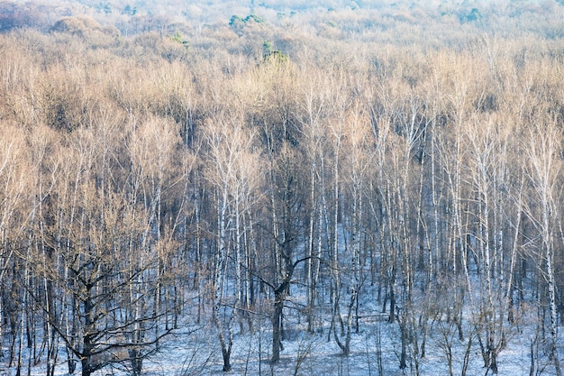 Robles y abedules desnudos en un bosque cubierto de nieve